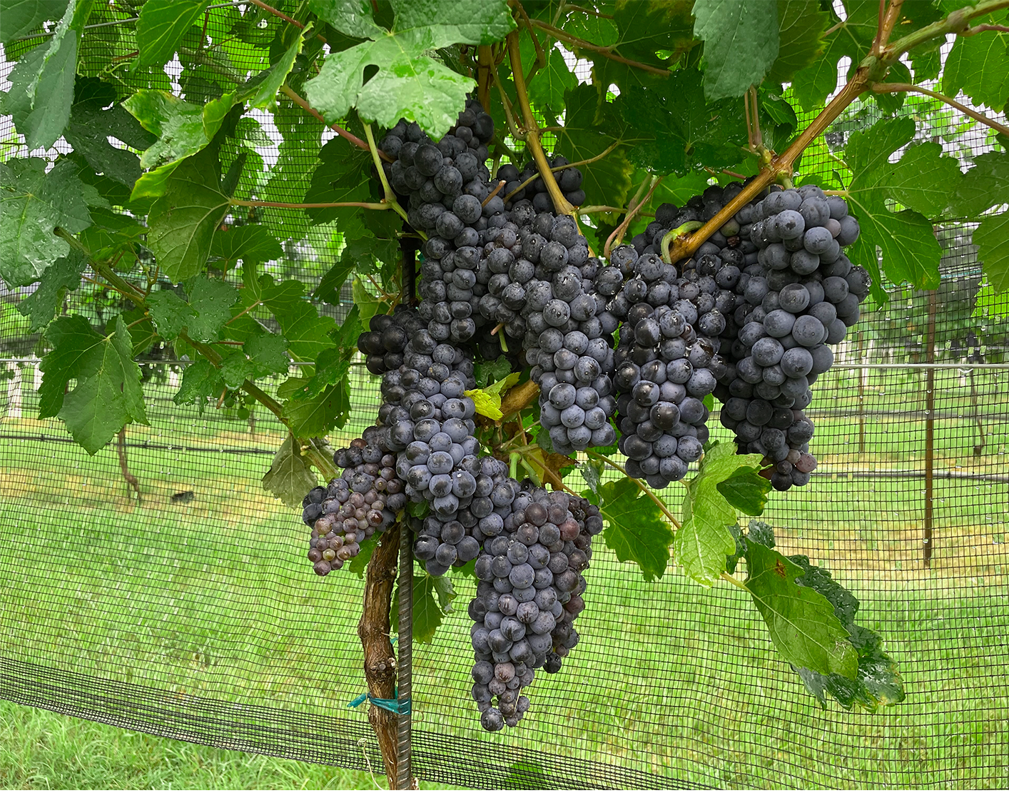 Petite Sirah Grapes