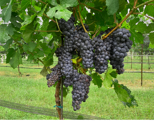 Petite Sirah Grapes