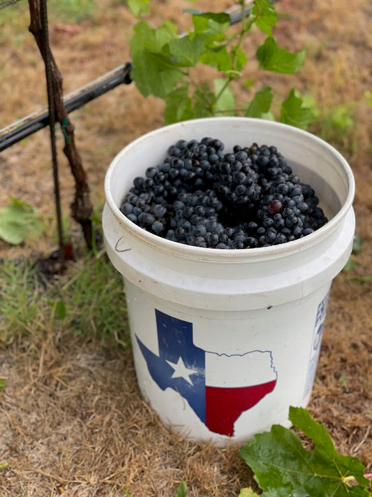 Syrah Grapes