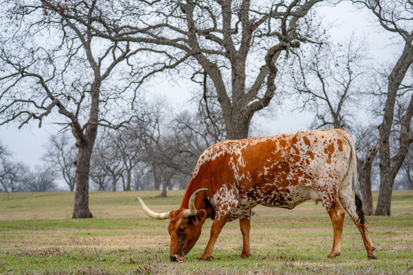 Longhorn Cattle