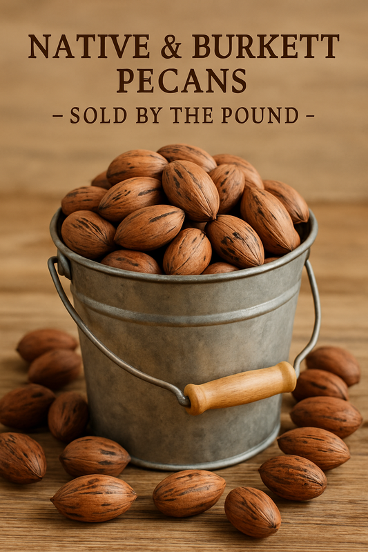 Metal bucket filled with pecans on a wooden surface, with text about Native & Burkett pecans.